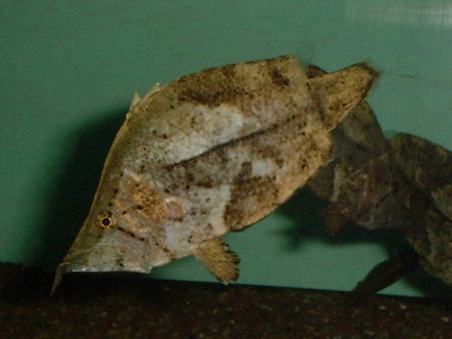 Monocirrus polyacanthus 